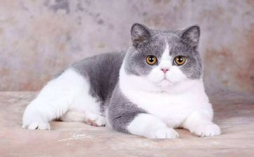 四年级《猫》教案通用8篇