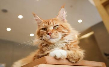 小猫的故事教案8篇