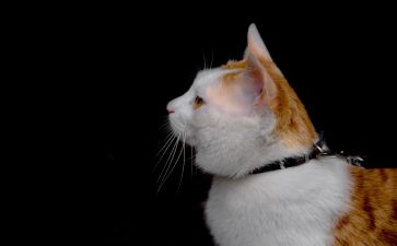 猫和狗读后感30字6篇