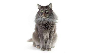 猫的特点作文通用6篇