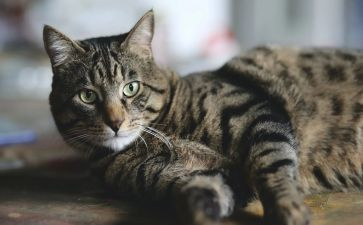 写黑猫的作文6篇