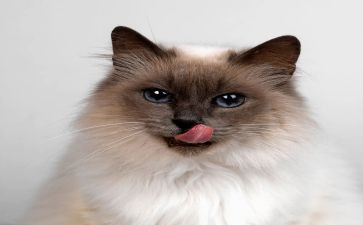 《朝花夕拾》狗,猫,鼠的心得体会6篇