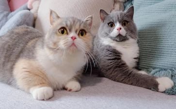 小猫咪的教案7篇