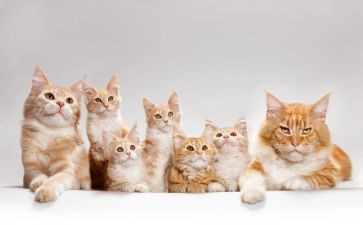猫买卖合同最新5篇