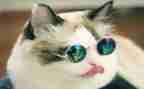 爱思考的猫心得体会7篇