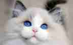关于猫的作文高中作文5篇