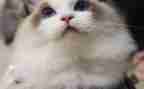 小猫钓鱼大班音乐教案5篇