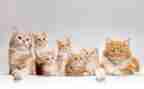 猫买卖合同模板5篇