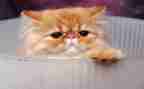 猫作文200字优秀8篇