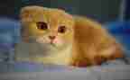 猫作文300字参考5篇