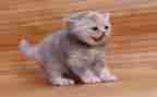猫的特点作文优秀8篇