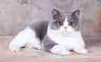 四年级《猫》教案通用8篇