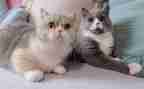 猫作文300字推荐8篇