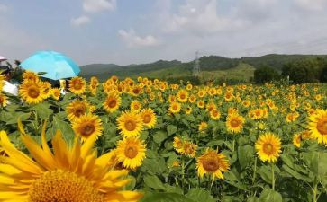 美丽的作文600字精选6篇