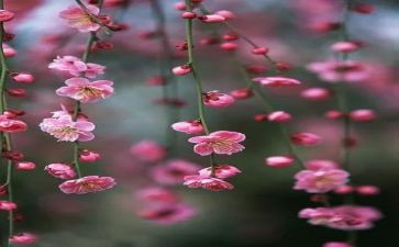 读《梅花魂》后感作文5篇
