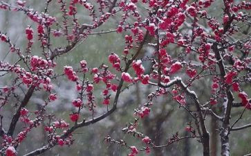 梅花魂读后感两百字7篇