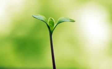 我的命运我做主的作文7篇