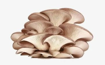 采蘑菇的教案优秀5篇