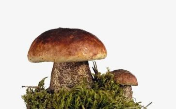 采蘑菇幼儿园教案7篇