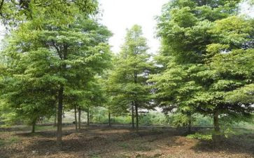 植树日倡议书5篇
