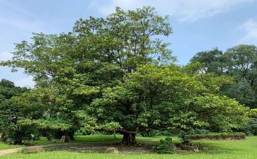 植树节方案模板6篇
