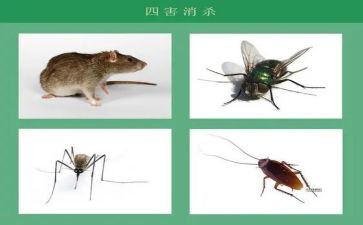 除四害工作计划7篇