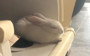 幼儿园虎和兔活动教案优质8篇