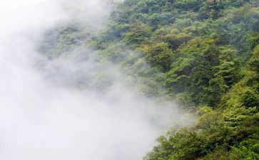春天的雾作文600字精选8篇