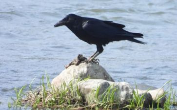 幼儿园大班《乌鸦喝水》教案8篇