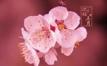 中班五月份工作计划8篇