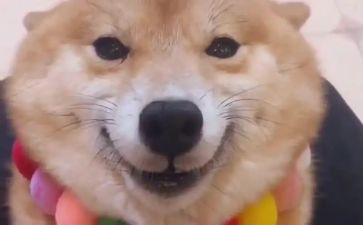 《笑猫日记》读后感600字7篇
