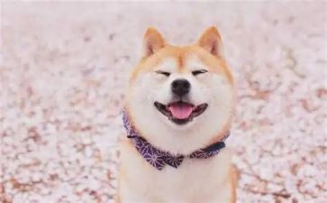 笑对人生满分作文5篇