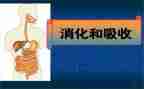 消化护士自我鉴定6篇
