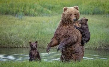 熊来啦游戏教案5篇