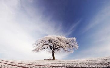 程门立雪读后感6篇