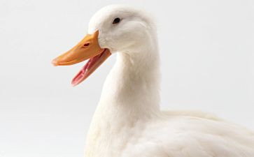 大班语言小鸭子教案6篇