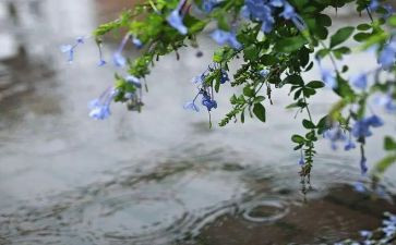 雨观后感300字5篇