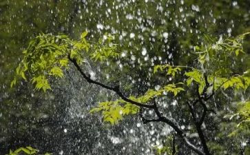 雨观后感500字精选5篇