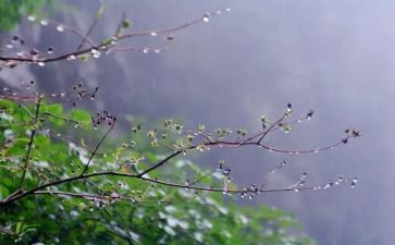 雨观后感500字优秀6篇