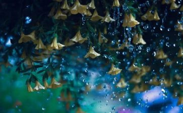 雨中的她作文通用6篇