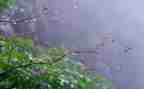 重庆的雨作文7篇
