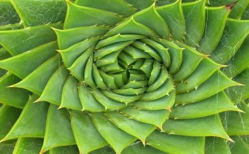 植物倡议书6篇