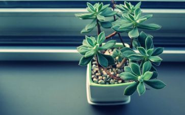 植物作文400字6篇