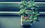 植物作文400字6篇