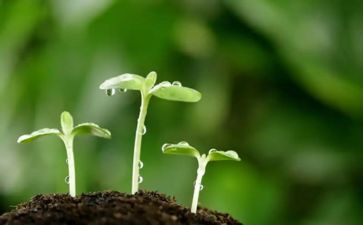 种子的力教案7篇