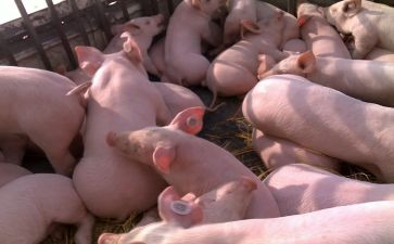 《三只小猪》中班教案8篇