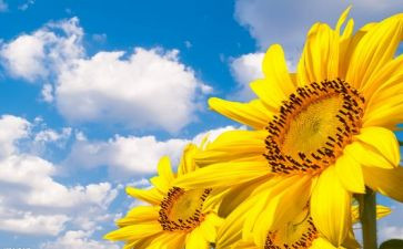 关追求的作文8篇